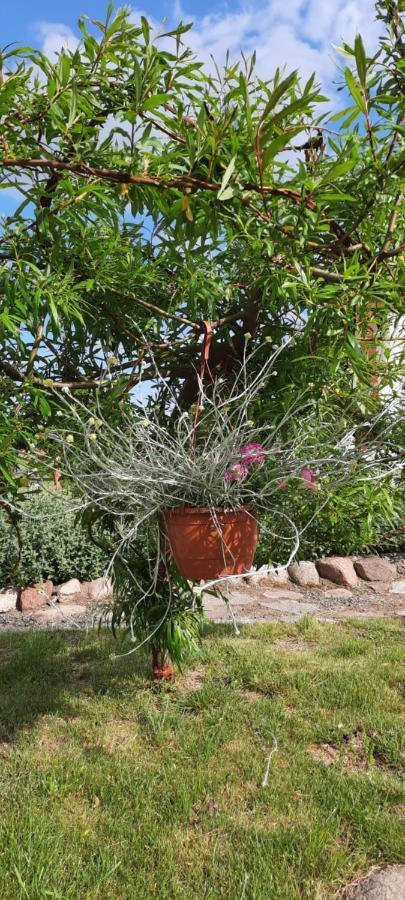 Liwa Garden Krzywa 11 Leilighet Eksteriør bilde